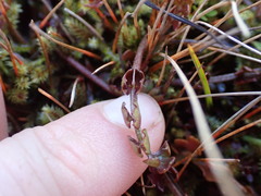 Anisotome aromatica