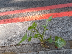 Sonchus