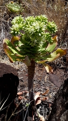 Aeonium urbicum image