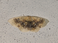 Cyclophora albiocellaria
