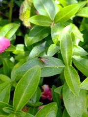 Hymenoptera
