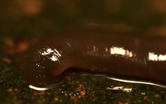 Erpobdellidae