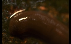 Erpobdellidae