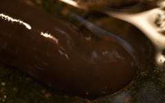 Erpobdellidae