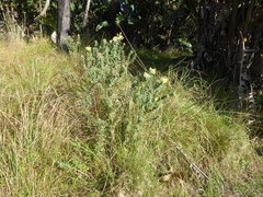 Lasiosiphon anthylloides