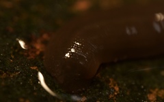 Erpobdellidae