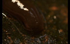 Erpobdellidae
