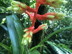 Guzmania scherzeriana