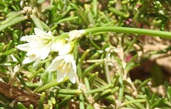 Nothoscordum gracile