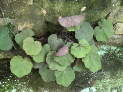 Heuchera parviflora