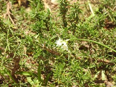 Nothoscordum gracile