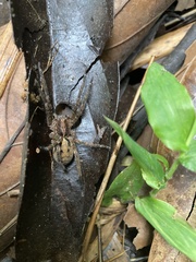 Lycosoidea