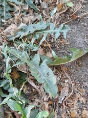 Cichorieae