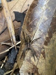 Lycosoidea