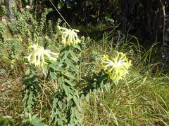 Lasiosiphon anthylloides