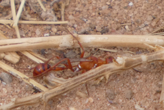 Ammophila wrightii