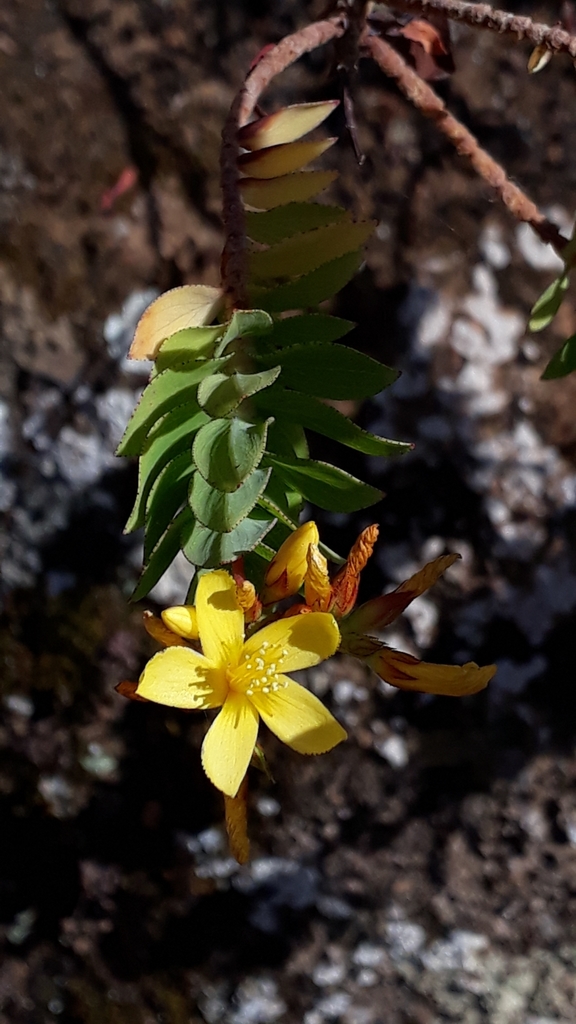 Hypericum reflexum (Hypericum reflexum)