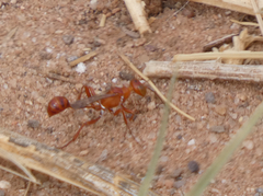 Ammophila wrightii