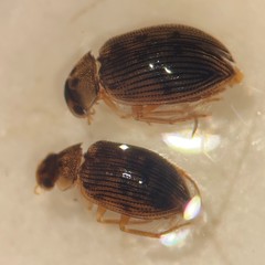 Berosus exiguus