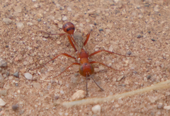Ammophila wrightii