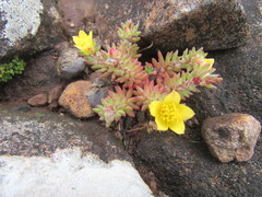 Portulaca