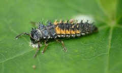 Harmonia axyridis