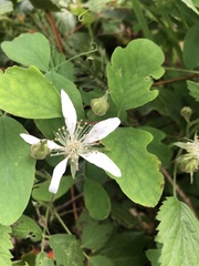 Rubus pedatus