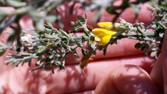 Genista canariensis image