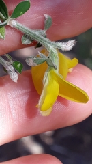 Genista canariensis image