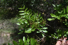 Pistacia × saportae