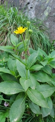 Doronicum corsicum