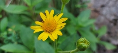 Doronicum corsicum