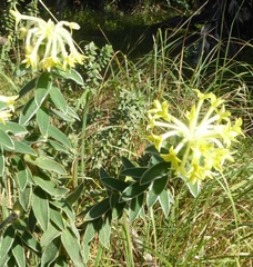 Lasiosiphon anthylloides