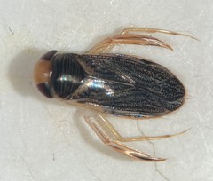 Corisella edulis