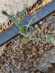 Asteraceae