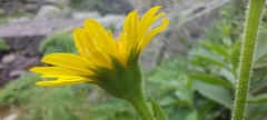 Doronicum corsicum