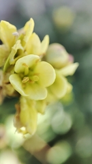 Biscutella laevigata