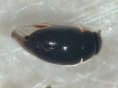 Crenitulus suturalis