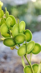 Biscutella laevigata