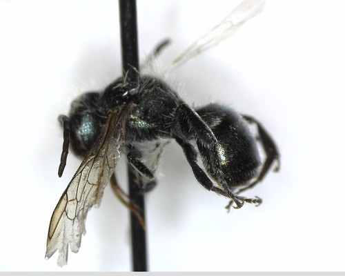 iNaturalist observation photo of Mason Bees