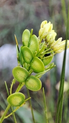 Biscutella laevigata