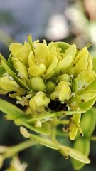 Biscutella laevigata