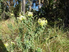 Lasiosiphon anthylloides