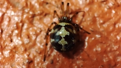 Steatoda triangulosa