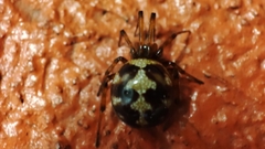 Steatoda triangulosa