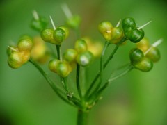 Allium ursinum