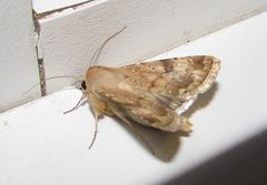 Heliothis nubigera