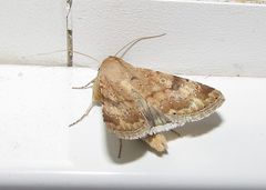 Heliothis nubigera