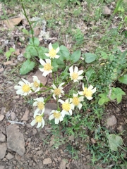 Senecio integerrimus ochroleucus