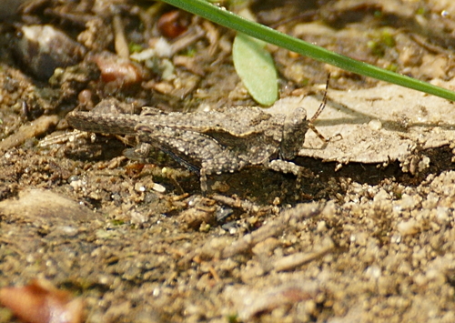 Obscure Grouse Locust photo 3